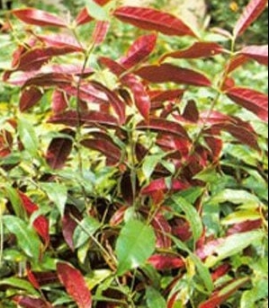 这几种植物易让你得癌