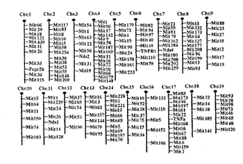SLE模型新西兰小鼠高IgG血症易感基因的定位