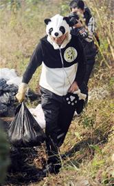 熊猫粪培育的天价茶能抗癌？熊猫基地：粪便没那么好