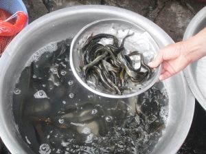 “生吃泥鳅”违背生活常识