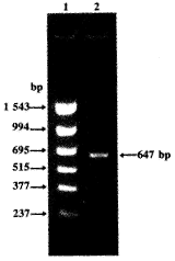 以Bacmid-杆状病毒-昆虫细胞系统表达人FGF-9①