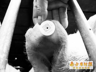 从化肉联厂查出瘦肉精生猪