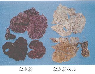 红水葵伪品--假红水葵（Jiahongshuikui）