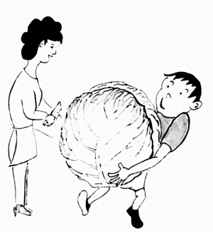防癌养胃包心菜