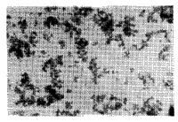 抗人肝癌免疫毫微粒的制备及体外免疫学性质的鉴定