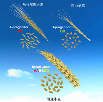 我国研究团队领衔完成小麦基因组测序