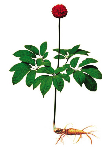 “三七”的由来