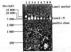 试用ICAM-1相关小分子肽抑制角朊细胞介导的共刺激效应