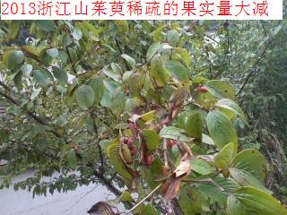山茱萸产地实况