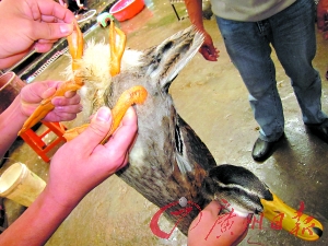 鸭子长2个屁股4条腿吓跑客人
