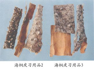 海桐皮习用品（3）--浙桐皮（Zhetongpi）