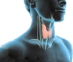 军医科普：B超发现甲状腺结节或病变怎么办？