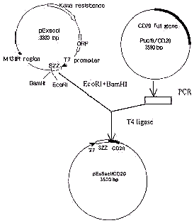 人 CD20胞外区基因在原核系统中的表达