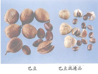 巴豆（Badou）Fructus Crotonis