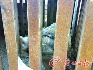 广州北部山区野猪频繁出没 村民捕捉当宠物