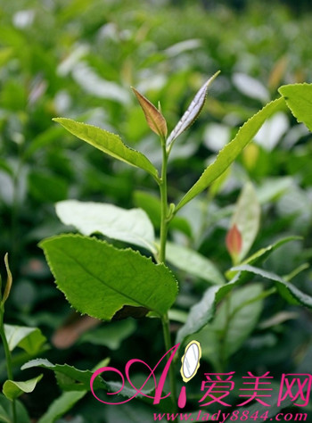 用茶叶水洗脸的功效多 多种茶叶美容窍门