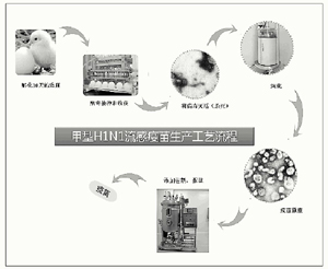 甲型H1N1流感疫苗是怎样生产的