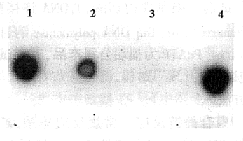 热休克蛋白90α（HSP90α）在大肠杆菌中的表达