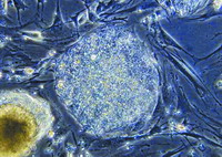 英科学家开发出培育成人干细胞新法