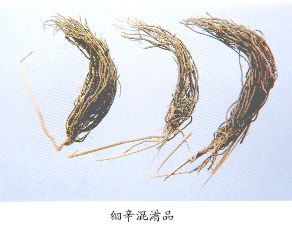 细辛混淆品--徐长卿（Xuchangging）