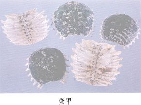 鳖甲（Biejia）Carapax Trionycis