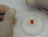 Dissociation of spleen and hemopoietictissue