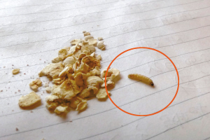 顺德一药店出售燕麦 里面肥虫在蠕动