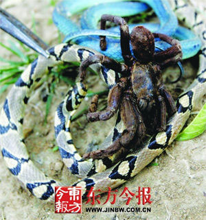 两蛇大战蜘蛛王缠在一起同归于尽