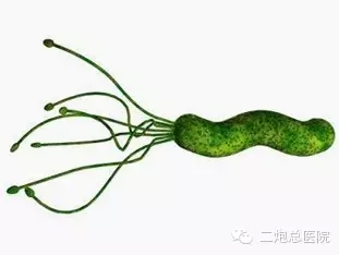 小细菌，大危害---幽门螺杆菌科普