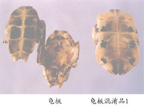 龟板（Guiban）Plastrum Testudinis