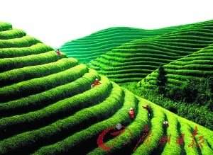 天价熊猫茶一斤22万被指炒作 网友称想钱想疯了