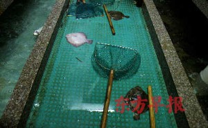 上海调查组赴山东调查多宝鱼事件