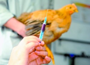 重庆餐馆出招应对H7N9：吃鸡若感染最高赔60万