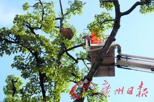 128个蜂窝被摘7人被蜇受伤 消防支招防马蜂