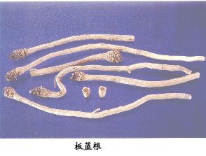 板蓝根（Banlangen）Radix Isatidis