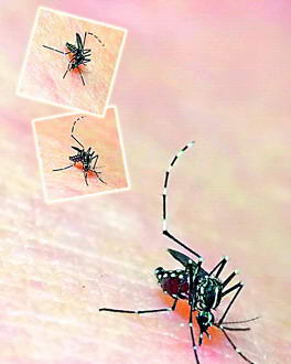 广州出现登革热局部流行全城展开灭蚊