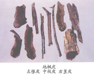 地枫皮（Difengpi）Cortex IIicii Difengpi