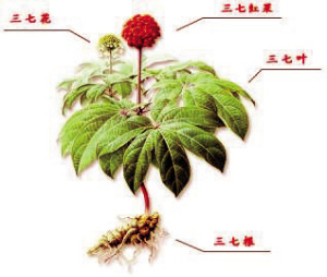 “铁骨铜皮”看三七