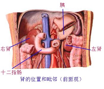 肾的位置（后面观）