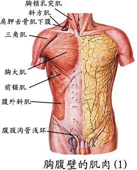 胸腹壁肌肉（1）