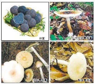 基础研究为中国“黑钻石”正名