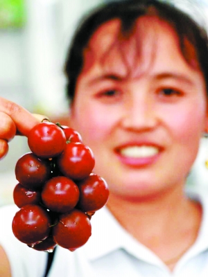 黑番茄高价上市每公斤售价60元
