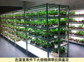 烟草基因组计划重大专项实现对烟草重要抗病基因精确定位