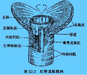 第一篇 消化系统（十一）