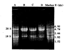 补体C5b-9复合物诱导大鼠肾系膜细胞iNOS mRNA表达的实验研究