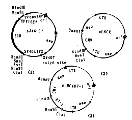 HPV16型E7C亚基因与共激活分子B7-1协同诱导E7特异性CTL研究