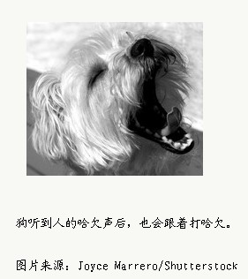 Animal Cognition：研究证明狗能通人性