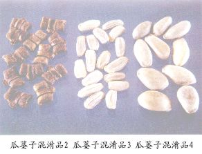 瓜萎子混淆品（4）--红花栝楼（Honghuagualou）