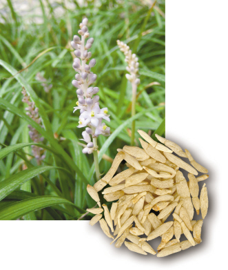 “不死药”麦冬