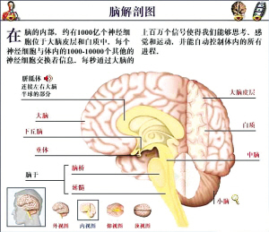 减肥误撞“开关” 电流刺激唤回失去记忆